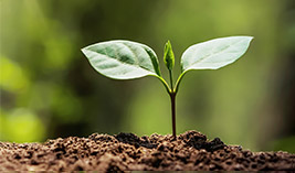 Nachhaltigkeit sprießende Pflanze